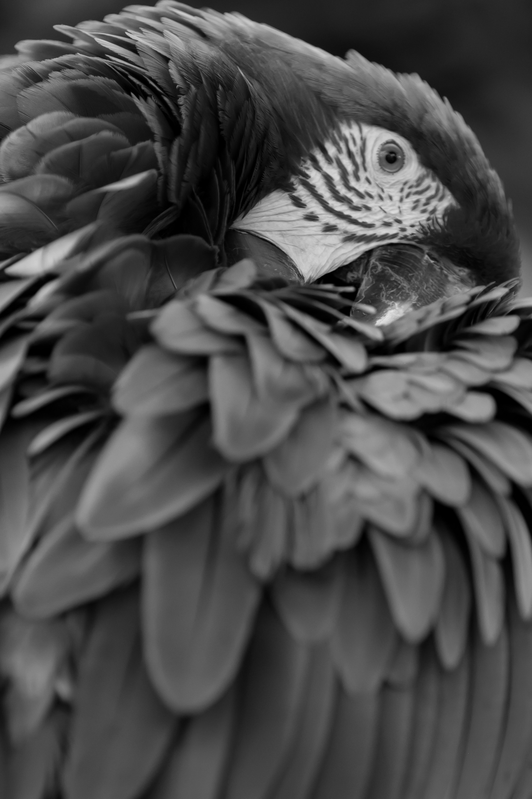 picture of a parrot